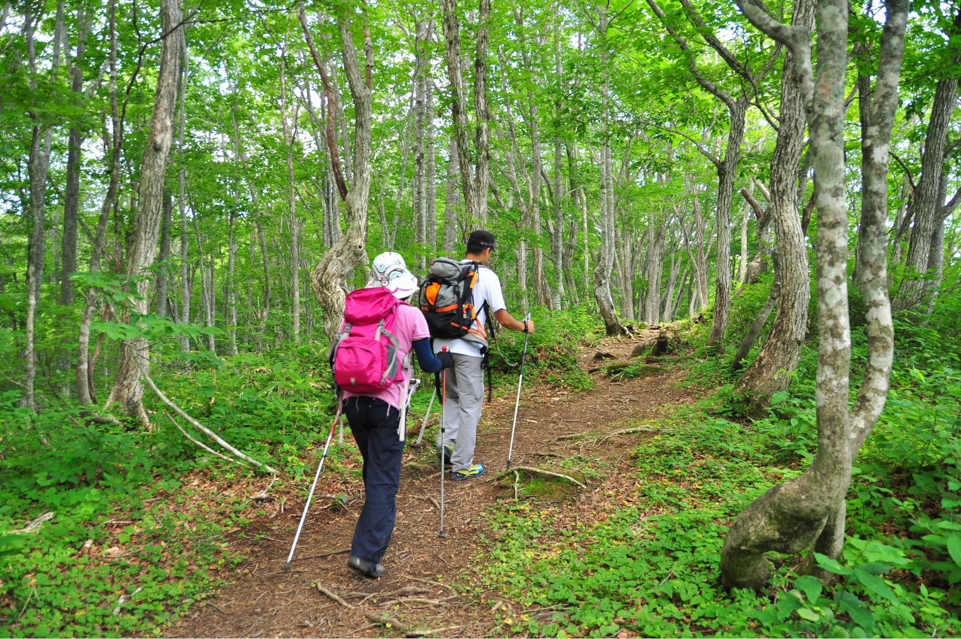 「⽩⾺岩岳マウンテンリゾート」4月28日より、2023グリーンシーズンの営業を開始のサブ画像3_ねずこの森の散策路