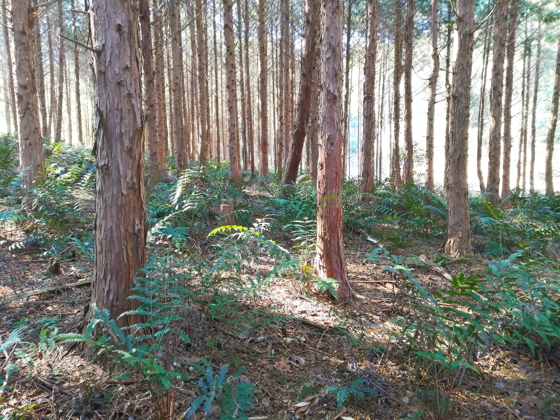 プライベートな森林空間をあなたの手に。森林レンタルforenta　福岡県で拡大募集！のサブ画像7