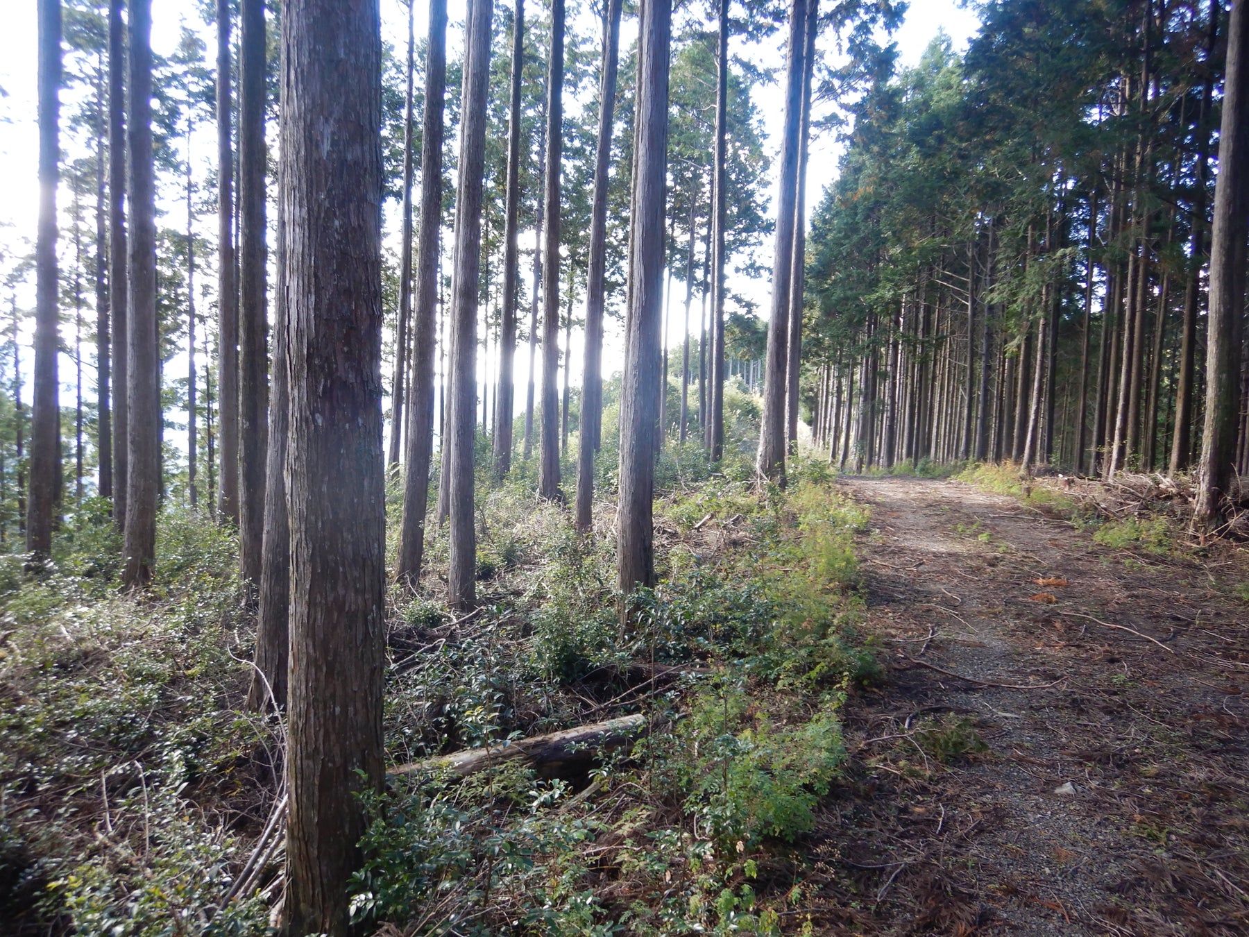 和歌山初の森林レンタルforenta 車で行けるプライベートな森林空間を満喫しよう！のサブ画像6