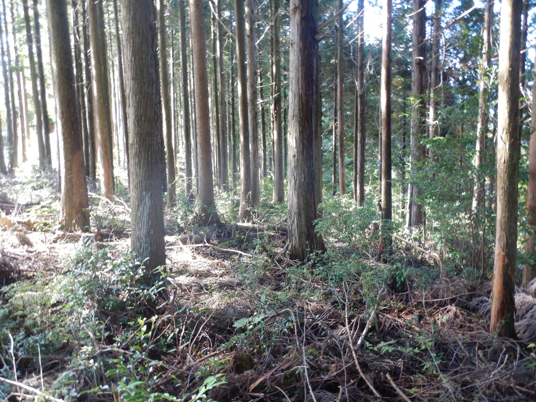 和歌山初の森林レンタルforenta 車で行けるプライベートな森林空間を満喫しよう！のサブ画像7