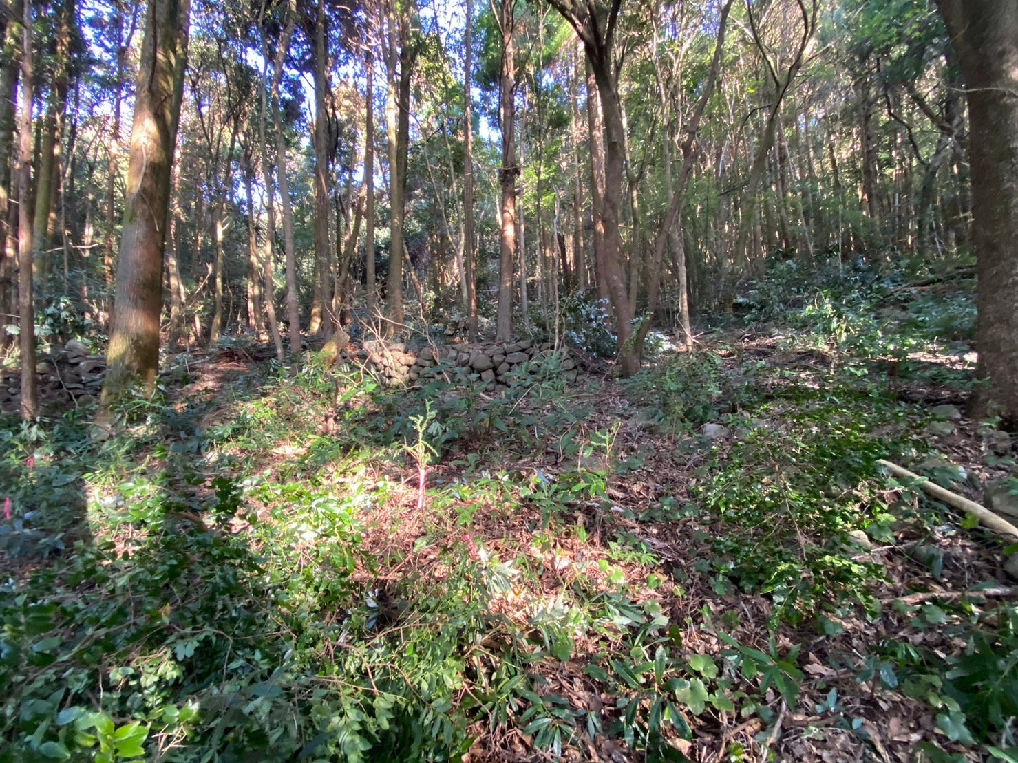 鹿児島初の森林レンタルforenta 都市部から行けるプライベートな森林空間を満喫しよう！のサブ画像5