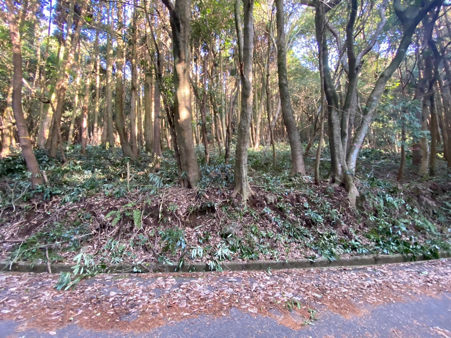 鹿児島初の森林レンタルforenta 都市部から行けるプライベートな森林空間を満喫しよう！のサブ画像6