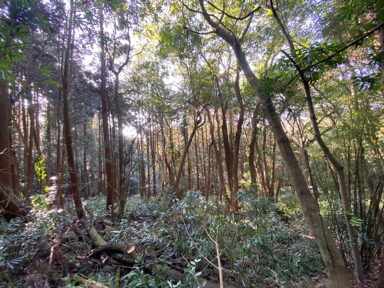 鹿児島初の森林レンタルforenta 都市部から行けるプライベートな森林空間を満喫しよう！のサブ画像7
