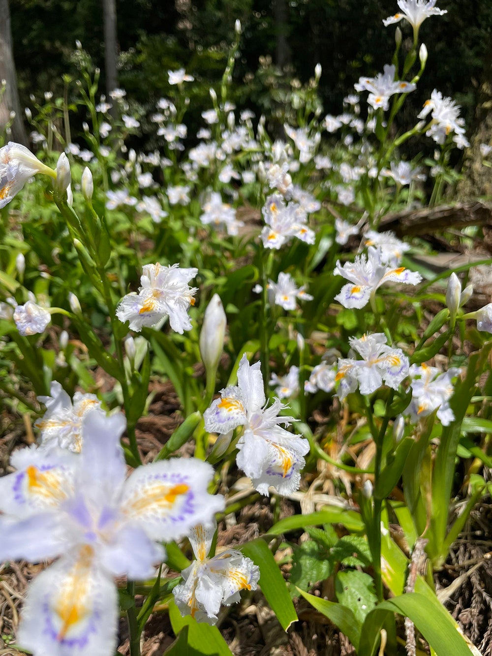 「賤ケ岳リフト」は４月２２日（土）オープン！４月中旬～５月中旬頃までは「シャガの花」も見頃に！！「琵琶湖、余呉湖の絶景」&「歴史」が楽しめる野外の開放的なお出掛け場所でリフレッシュ！のサブ画像3