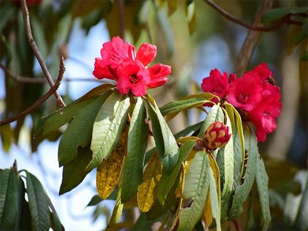 六甲高山植物園 ヒマラヤに咲く深紅のシャクナゲ ～ ロードデンドロン・アルボレウムが見頃です ～のサブ画像1