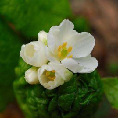 六甲高山植物園 雨に濡れると透ける花 「サンカヨウ」が開花しました！のサブ画像2