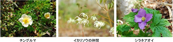六甲高山植物園 ユニークな姿の人気者「ユキモチソウ」が見頃です！のサブ画像2