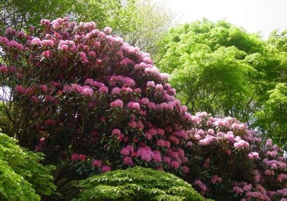 六甲高山植物園 ベストシーズン到来！ 花木の王様 ツクシシャクナゲが見頃ですのサブ画像2