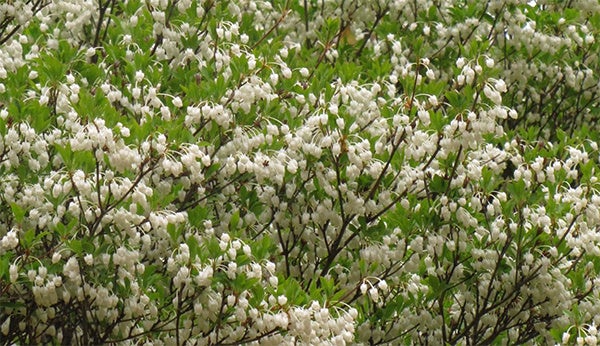 六甲高山植物園 ベストシーズン到来！ 花木の王様 ツクシシャクナゲが見頃ですのサブ画像3