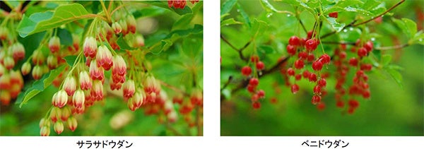 六甲高山植物園 ベストシーズン到来！ 花木の王様 ツクシシャクナゲが見頃ですのサブ画像5