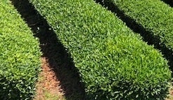 【JAF山口】３年ぶり「ＪＡＦデー お茶摘み体験ｉｎ小野茶」を開催します。のサブ画像1_茶畑