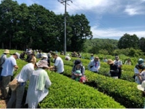 【JAF山口】３年ぶり「ＪＡＦデー お茶摘み体験ｉｎ小野茶」を開催します。のサブ画像2_お茶摘み体験の様子