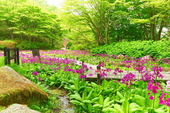 六甲高山植物園 花盛り！ 約6,000株の「クリンソウ」が見頃ですのメイン画像