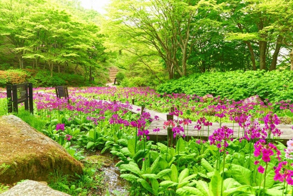 六甲高山植物園 花盛り！ 約6,000株の「クリンソウ」が見頃ですのサブ画像1
