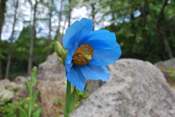 六甲高山植物園 世界中のあこがれの高山植物！ 秘境の花「ヒマラヤの青いケシ」が見頃のサブ画像1