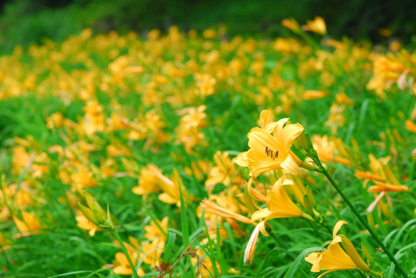 六甲高山植物園 明るい夏色の花！ 約1,000株の「ニッコウキスゲ」が見頃のメイン画像