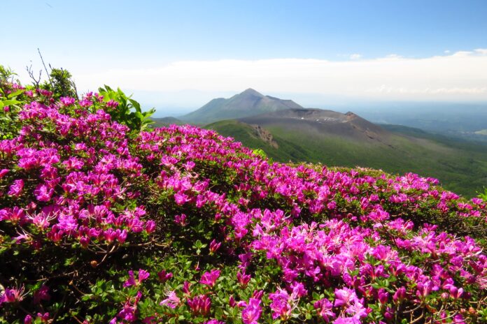 「霧島」の名を冠する紅紫色の花、「ミヤマキリシマ」が霧島山を彩ります。のメイン画像