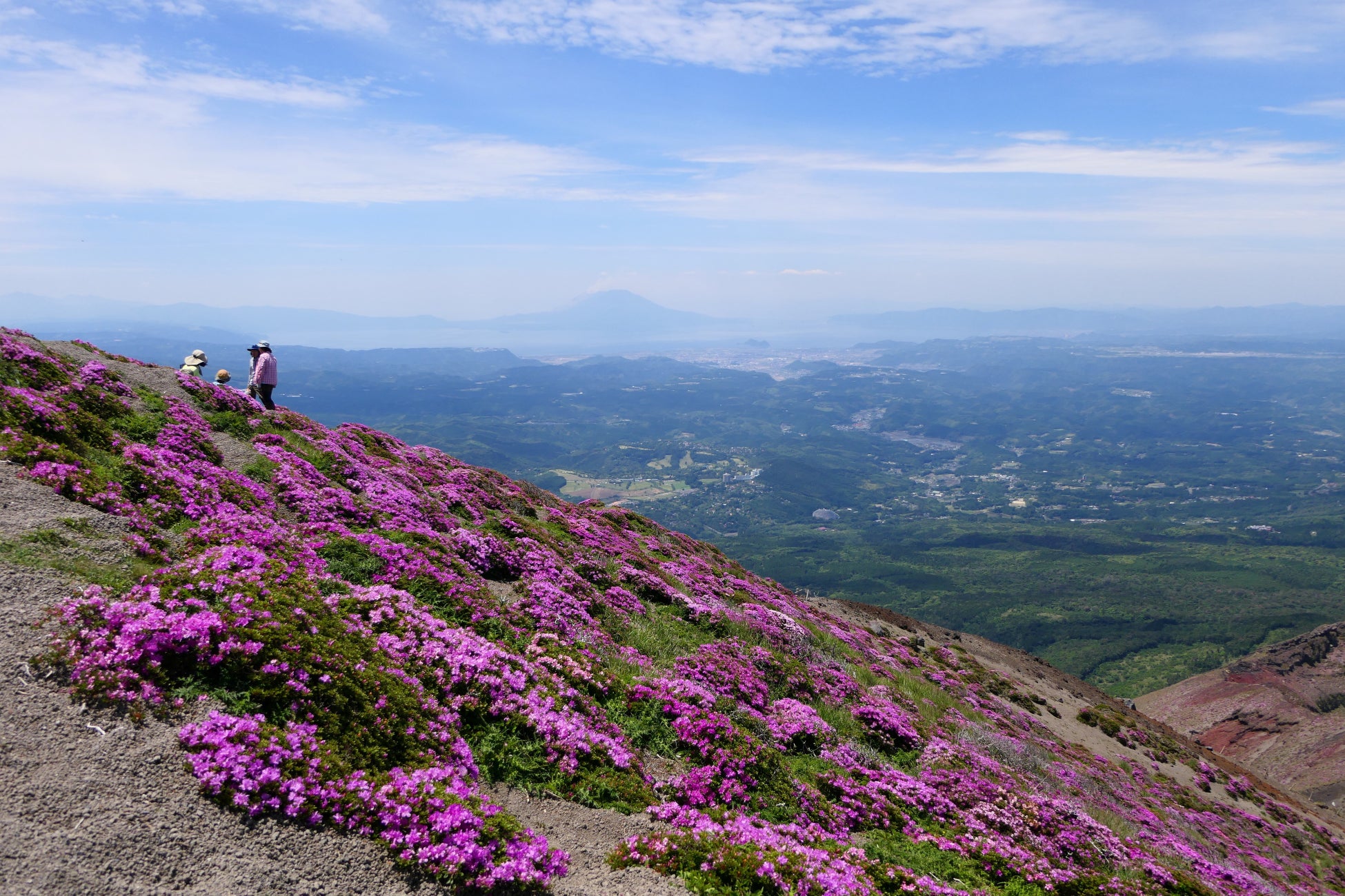 「霧島」の名を冠する紅紫色の花、「ミヤマキリシマ」が霧島山を彩ります。のサブ画像1