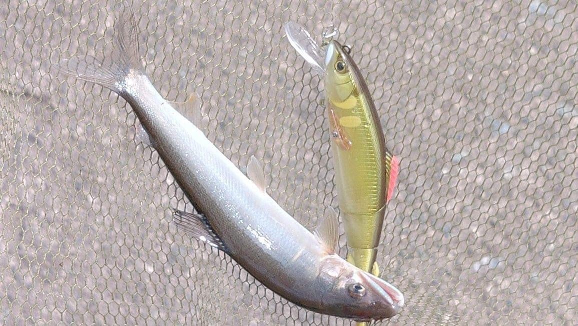 【小田原市】酒匂川でのアユ釣り解禁！！人気のアユのルアー釣りも可能に！のサブ画像4