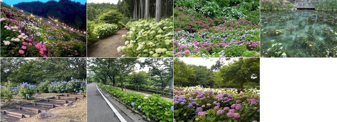 北は北海道、南は長崎まで、全国の“紫陽花の名所”24ヵ所とのコラボ企画。差して美しい・撮って美しい「紫陽花の傘」を無料レンタルのサブ画像2