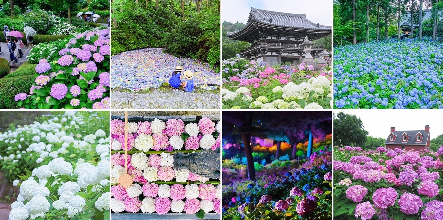 北は北海道、南は長崎まで、全国の“紫陽花の名所”24ヵ所とのコラボ企画。差して美しい・撮って美しい「紫陽花の傘」を無料レンタルのサブ画像4