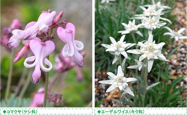 六甲高山植物園 高嶺の花 コマクサとエーデルワイス が見頃です！のサブ画像1