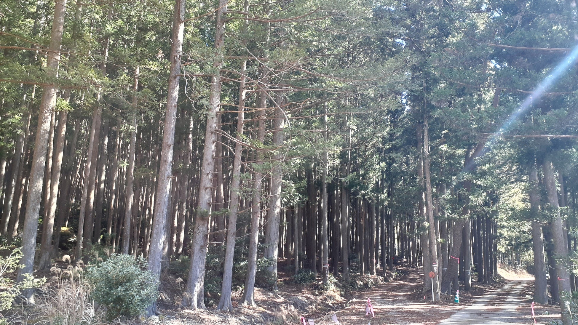 三重県に森林レンタル誕生！ 年間契約の「フォレンタ」で自由なキャンプを楽しもう！のサブ画像4