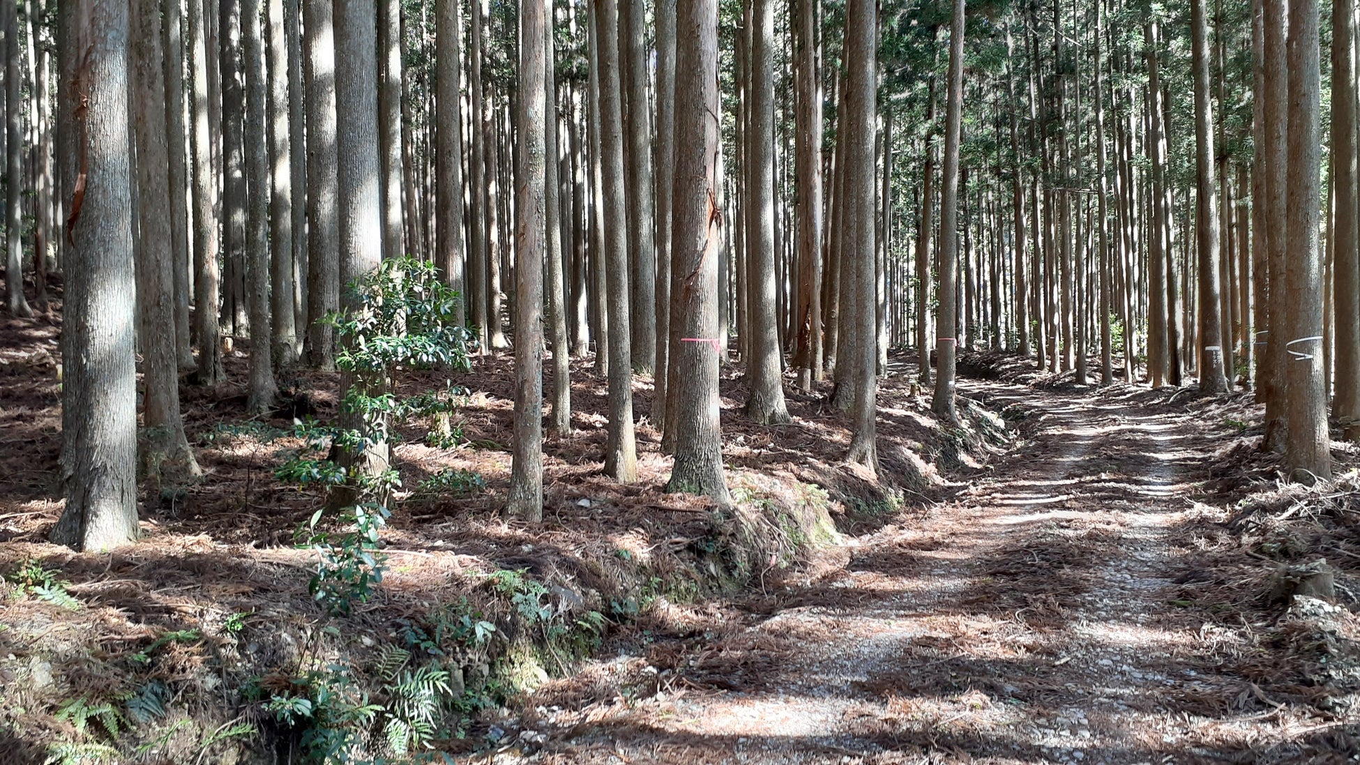 三重県に森林レンタル誕生！ 年間契約の「フォレンタ」で自由なキャンプを楽しもう！のサブ画像5