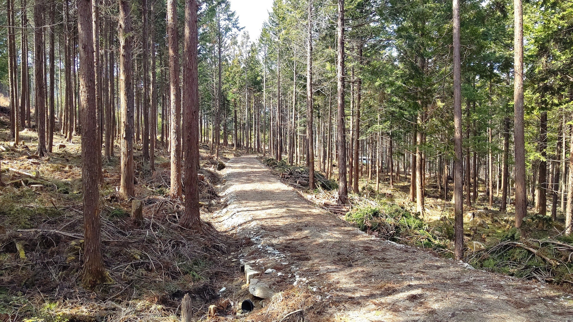 岐阜県東白川村で森林レンタルの新区画の募集開始！年間契約の「フォレンタ」で自由なワイルドキャンプを！のサブ画像10