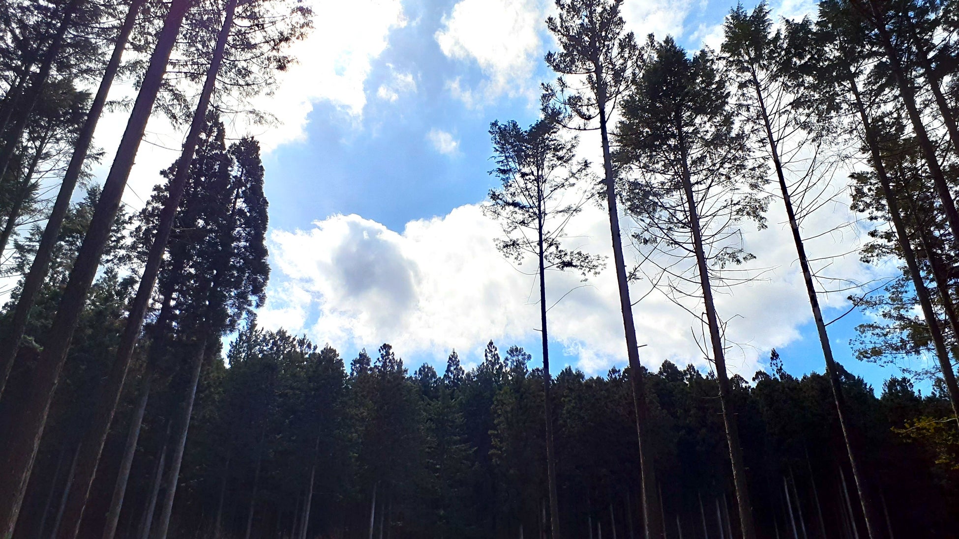 岐阜県東白川村で森林レンタルの新区画の募集開始！年間契約の「フォレンタ」で自由なワイルドキャンプを！のサブ画像11