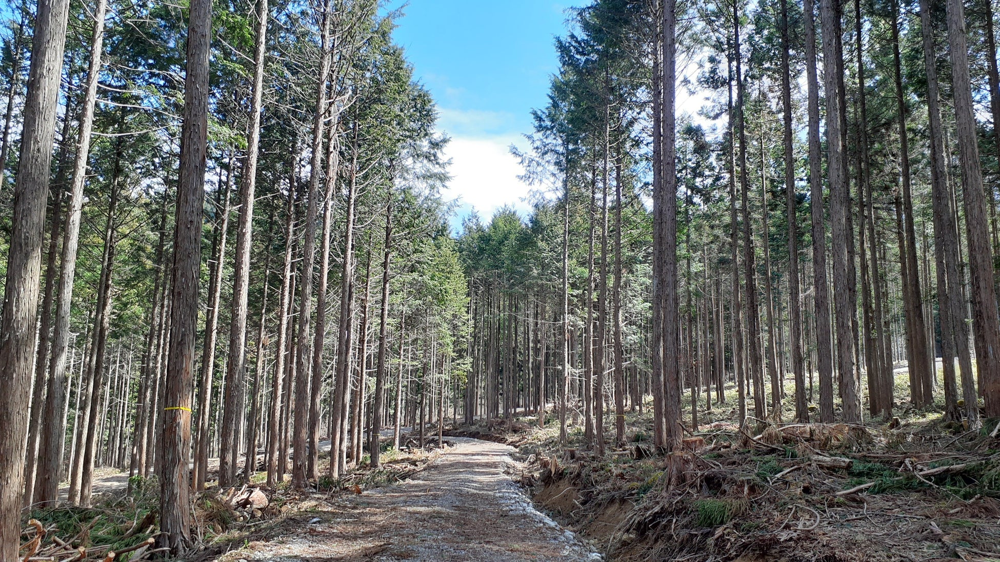 岐阜県東白川村で森林レンタルの新区画の募集開始！年間契約の「フォレンタ」で自由なワイルドキャンプを！のサブ画像2