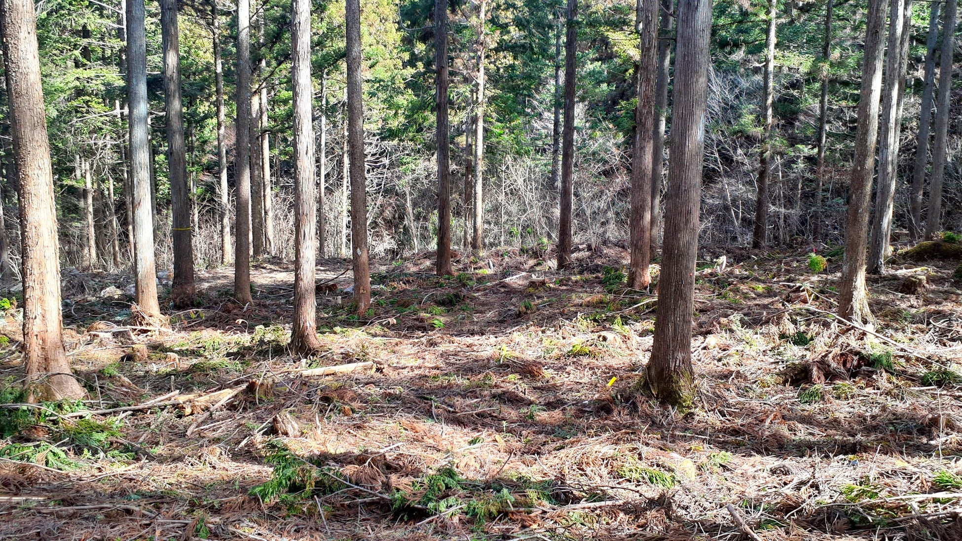 岐阜県東白川村で森林レンタルの新区画の募集開始！年間契約の「フォレンタ」で自由なワイルドキャンプを！のサブ画像7