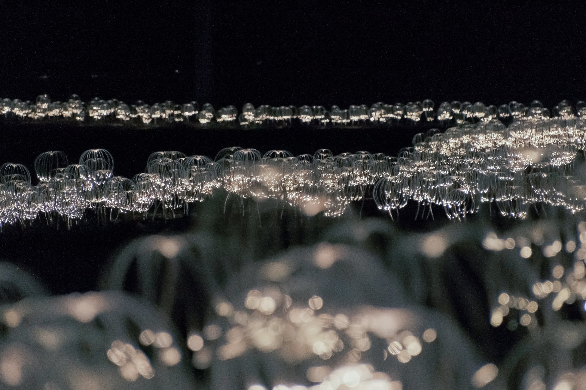 【アジア初導入】日本最長ジップラインに自動撮影システム導入のサブ画像4_1.3kmの壮大な光のアートインスタレーション「Mountain Lights」
