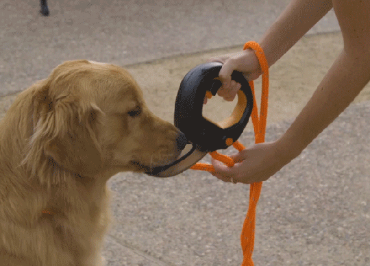 リードを握るだけで愛犬がすぐにリフレッシュ！アメリカで特許取得の給水機能付きリードグリップ「Spleash」がMakuakeにて2023年7月22日に先行販売開始のサブ画像1