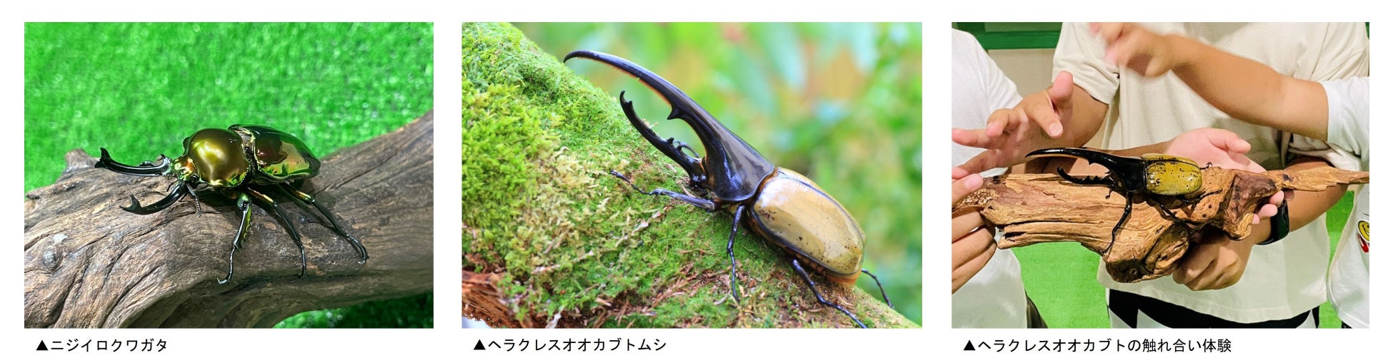 世界の昆虫が大集合！京都・ロゴスランドで夏休みの自由研究！ロゴスランド夏休み企画「世界の昆虫キャンプ展」7月22日(土)より開催！のサブ画像3_※画像はイメージです。