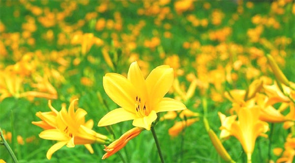 【六甲高山植物園】一面に広がる黄色の花畑 約2,000株の「ニッコウキスゲ」が見頃です！のサブ画像1