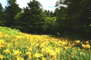 【六甲高山植物園】一面に広がる黄色の花畑 約2,000株の「ニッコウキスゲ」が見頃です！のサブ画像2