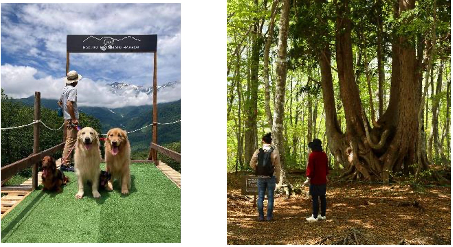 絶景の夏山「白馬岩岳マウンテンリゾート」をさらに楽しむ期間限定グルメやイベント、各種アクティビティを7月15⽇（土）より提供開始のサブ画像8_（左）HAKUBA WAN！TAIN HARBOR（イメージ）（右）ねずこの森