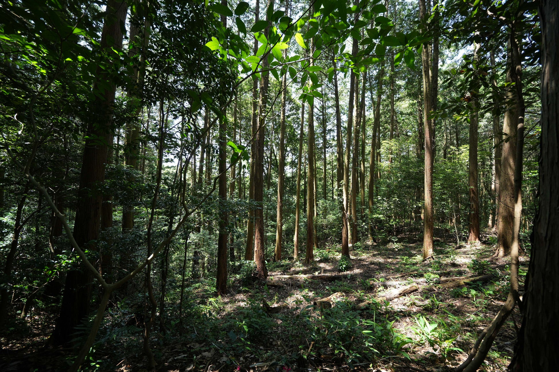 福岡県に新たな森林レンタルエリア誕生！ 年間契約の「フォレンタ」であなただけの森を手に入れよう！のサブ画像3