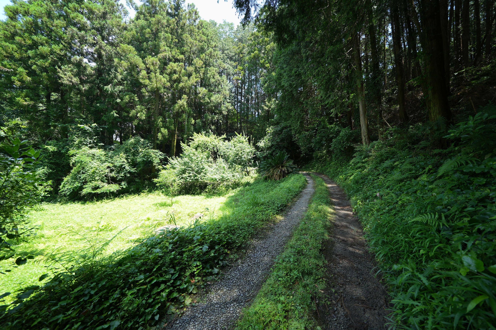 福岡県に新たな森林レンタルエリア誕生！ 年間契約の「フォレンタ」であなただけの森を手に入れよう！のサブ画像4