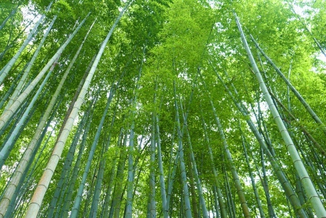 福岡県に新たな森林レンタルエリア誕生！ 年間契約の「フォレンタ」であなただけの森を手に入れよう！のサブ画像6