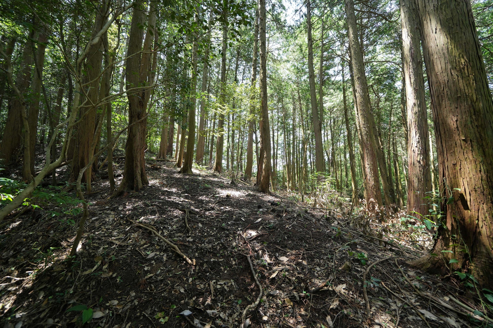 福岡県に新たな森林レンタルエリア誕生！ 年間契約の「フォレンタ」であなただけの森を手に入れよう！のサブ画像7