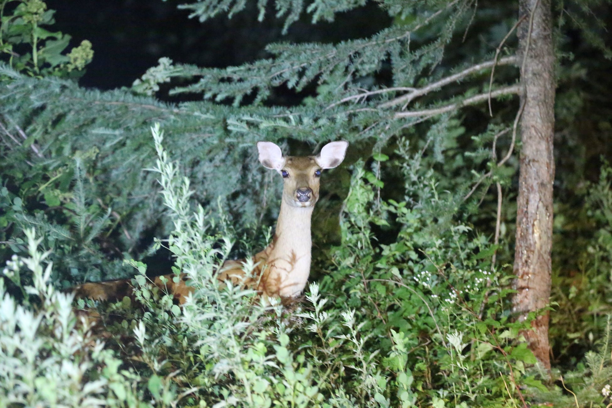 【群馬県片品村 尾瀬岩鞍リゾートホテル】標高1,460ｍの大自然の中で野生動物と出会う”ナイトサファリツアー”を企画のサブ画像1