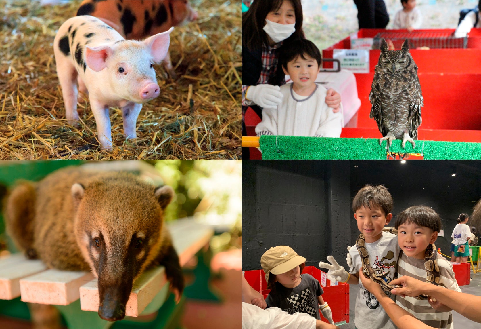 まだまだ遊び足りない子ども達へ！大阪・舞洲で縁日・ふれあい動物園・ふわふわ遊具が一同に【第5回おおきに祭】のサブ画像3_※画像はイメージです 動物は変更になる場合があります