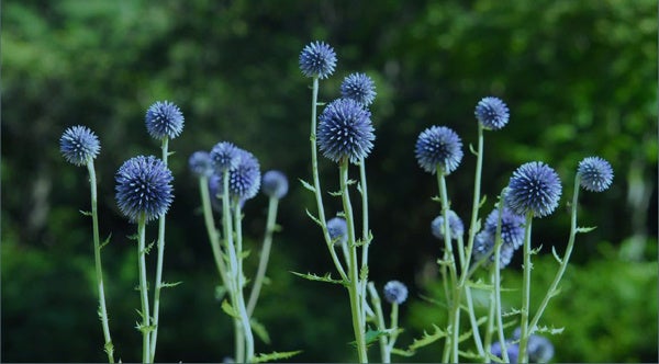 六甲高山植物園 絶滅が危惧される貴重な花「ヒゴタイ」8月下旬まで見頃です！のサブ画像1