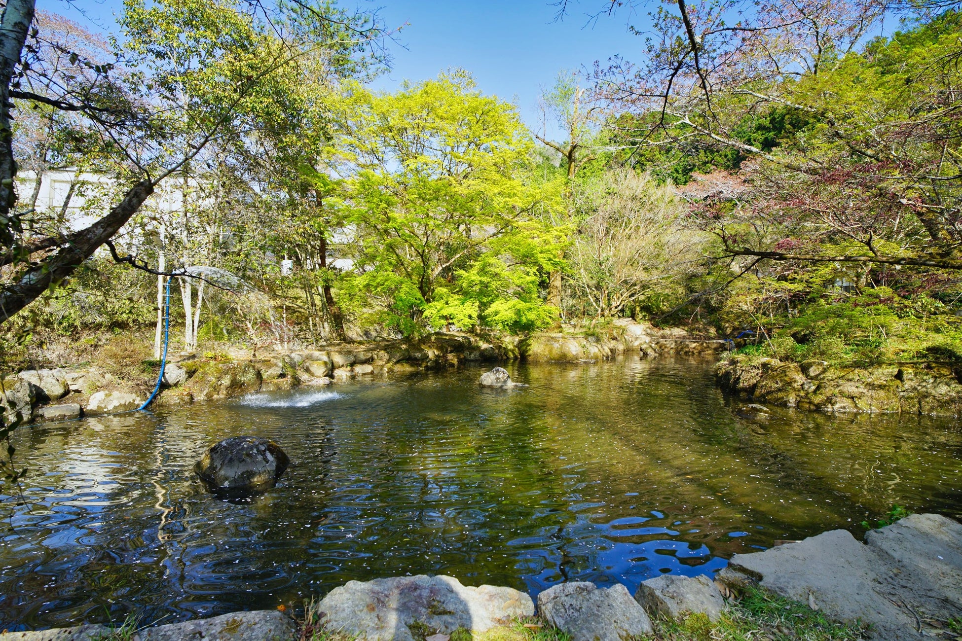 秋冬グランピングの大人気アクティビティが再登場！愛知県岡崎市の大自然の中で楽しむニジマス釣り体験！のサブ画像2_パーク内の釣り堀には常時100匹以上のニジマスが泳いでいます。