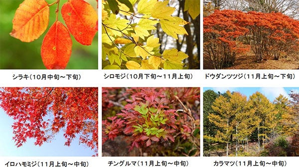 六甲高山植物園 市街地より一足早い秋の訪れ 紅葉見頃 10月中旬～11月中旬 ライトアップも開催！のサブ画像1