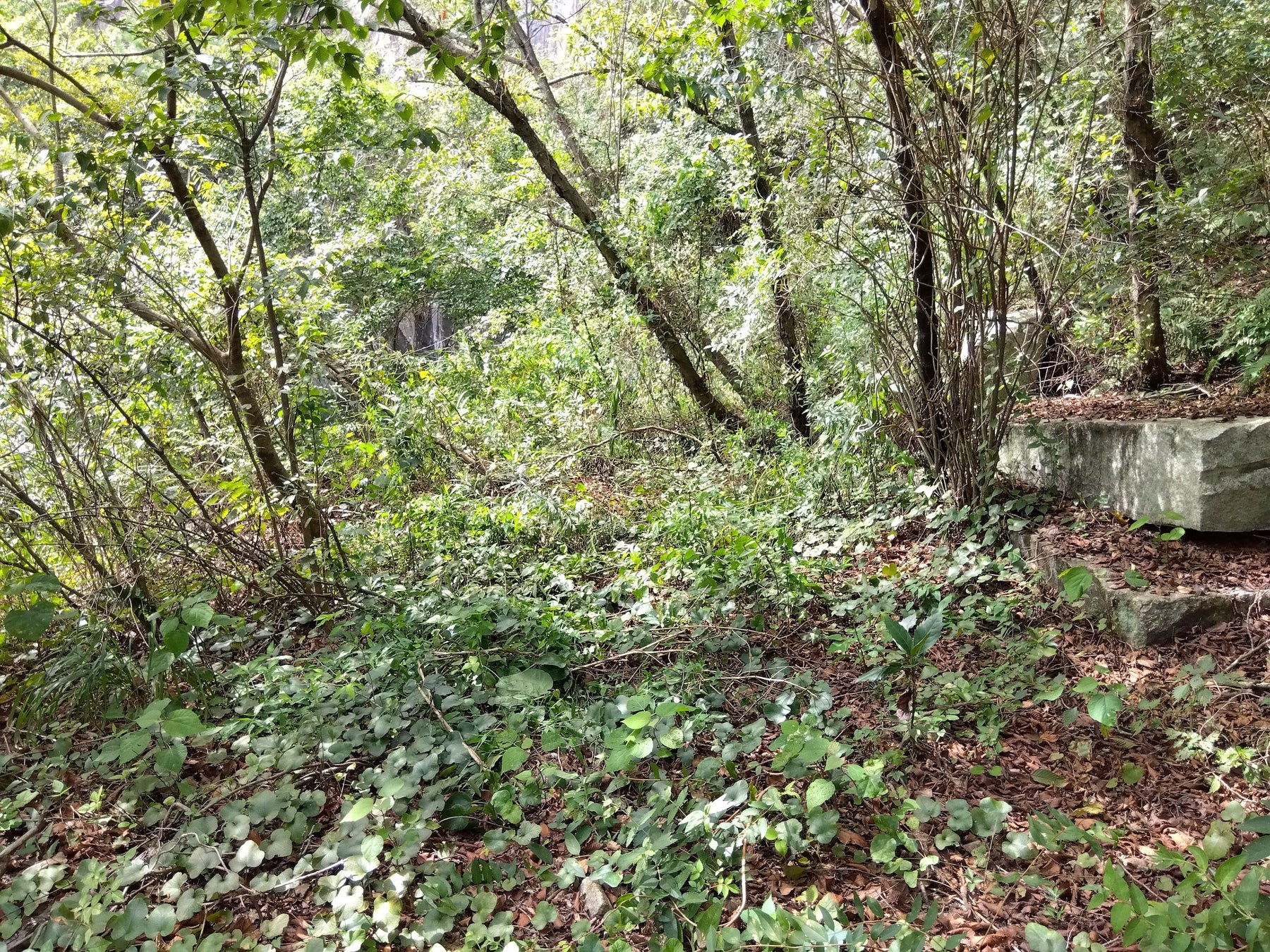 採石場跡地をプライベート空間として一年間貸し出し。森林レンタルforentaが茨城県笠間市の秘境に新たなエリアをオープン！のサブ画像9