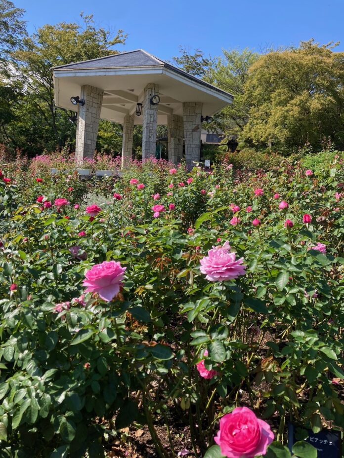 大好評により！秋バラ開花に合わせて「まるわかり！箱根強羅公園ガイドツアー2023 秋」を開催します。のメイン画像