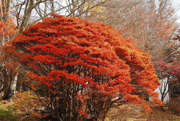 六甲高山植物園 樹齢約100年の大木！ドウダンツツジの紅葉が見頃 夜間イベント「ひかりの森～夜の芸術散歩～」も開催中のサブ画像1